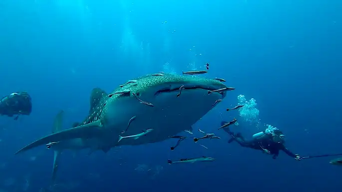 Croisière Andaman Safari Thaïlande, huit jours du sud au nord