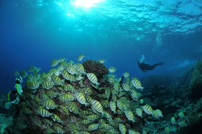 Croisière Plongée Similan Richelieu Rock