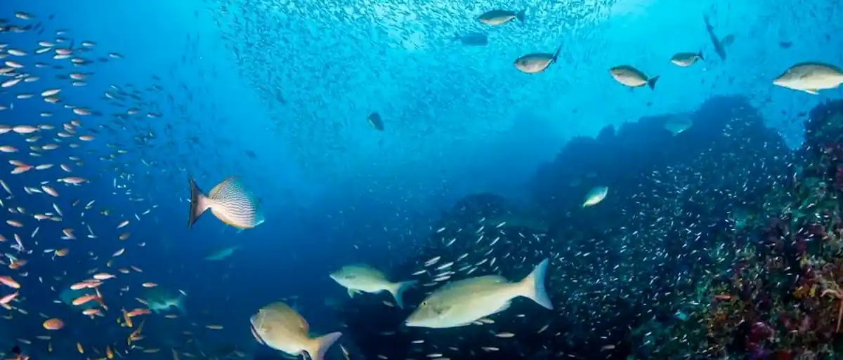 Rocher de granit des îles Similan