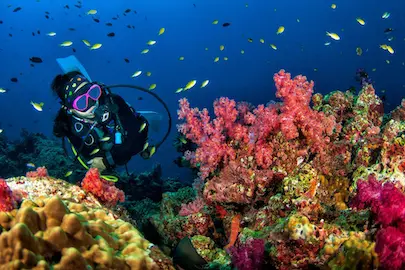 Plongée aux îles Similan