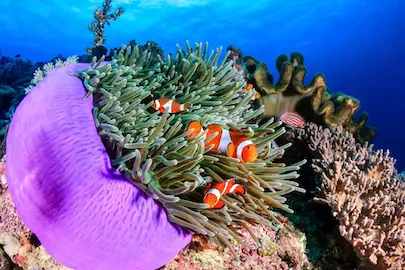 Plongée aux îles Similan