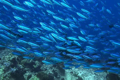 Plongée aux îles Similan