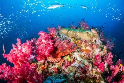 Plongée aux îles du Sud