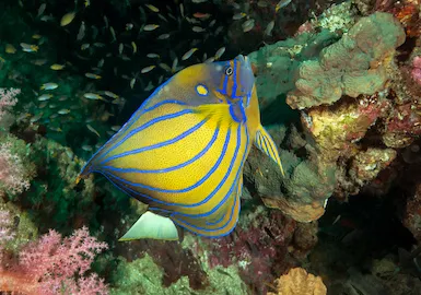 Plongée aux îles Surin