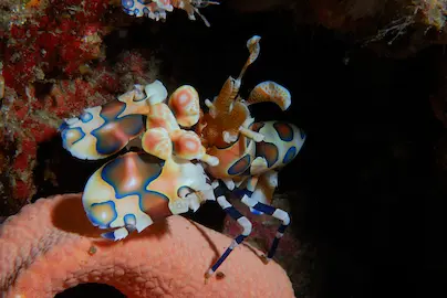 Plongée aux îles Surin